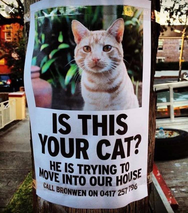 Poster of a cat